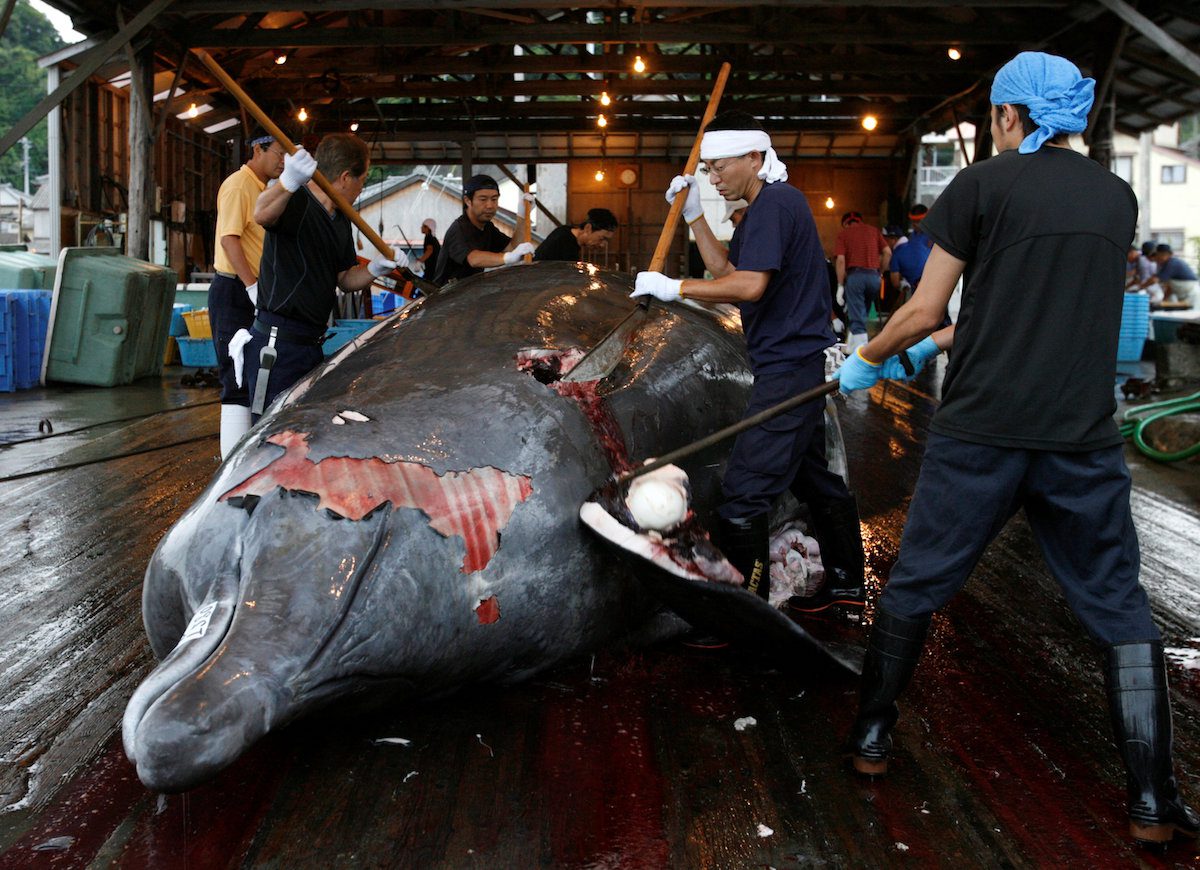 japanese commercial whaling