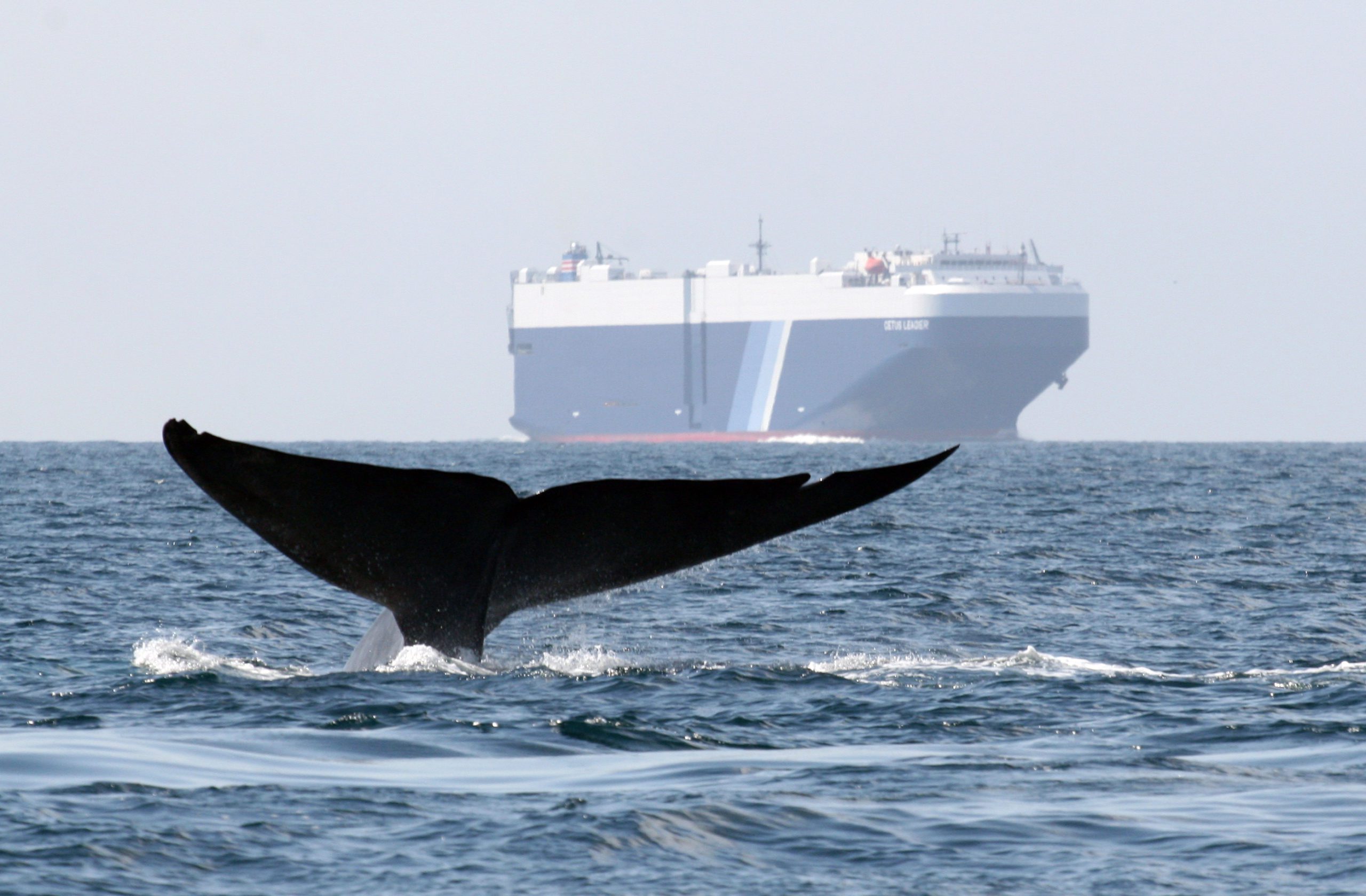 Fifteen global shipping companies slowed cargo ships off California coast to protect blue whales and blue skies