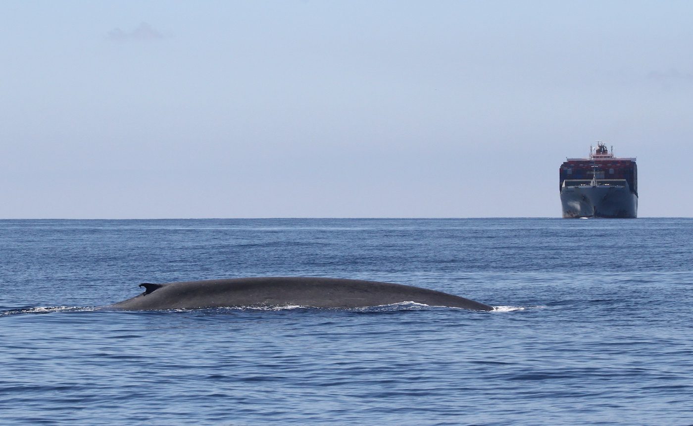 A blue whale is seen here near the Port of Long Beach/Los Angeles with a contained ship coming directly toward it in this 2014 photo. (Photo courtesy of John Calambokidis, Cascadia Research)