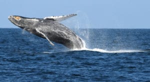 Shipping companies receive awards for slowing to protect blue whales ...