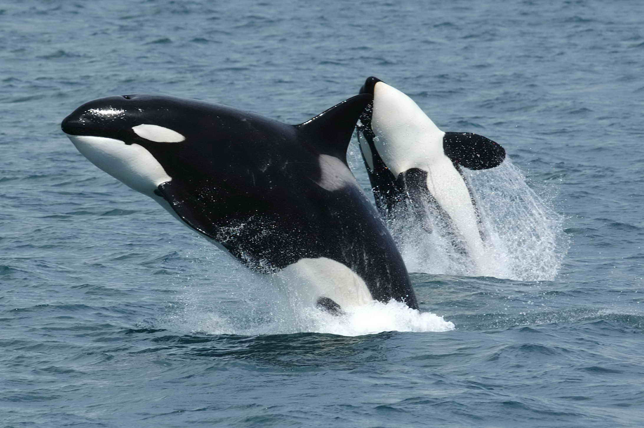 Spanish Coast Guard Bans Boats Because Of Killer Whales