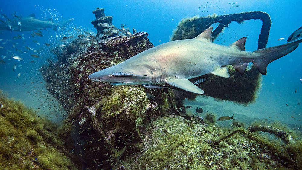 Shark at the wreck of the USS Tarpon