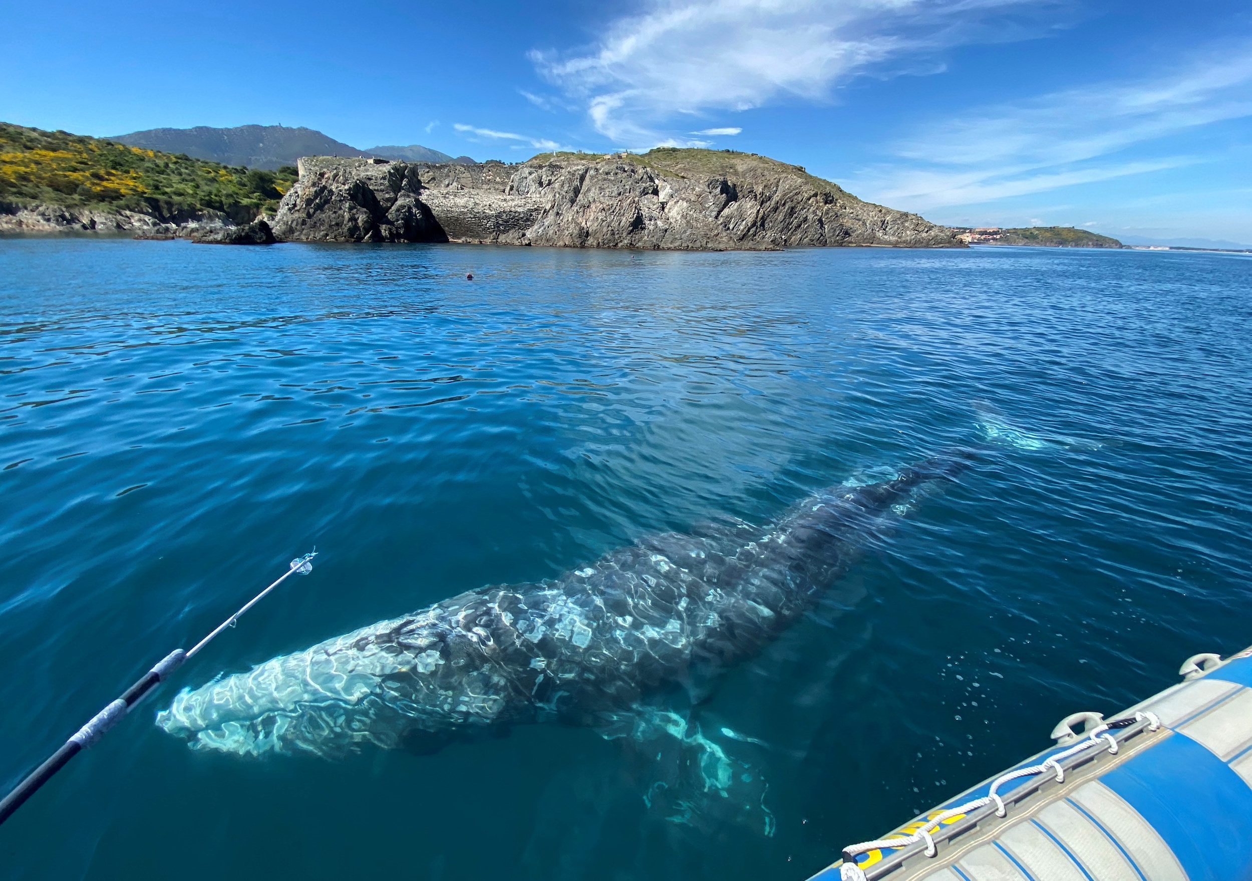 Wally, the lost gray whale calf in the Mediterranean Sea