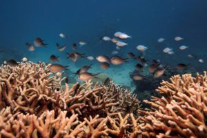 Coral Ocean Reef Cairns, Australia
