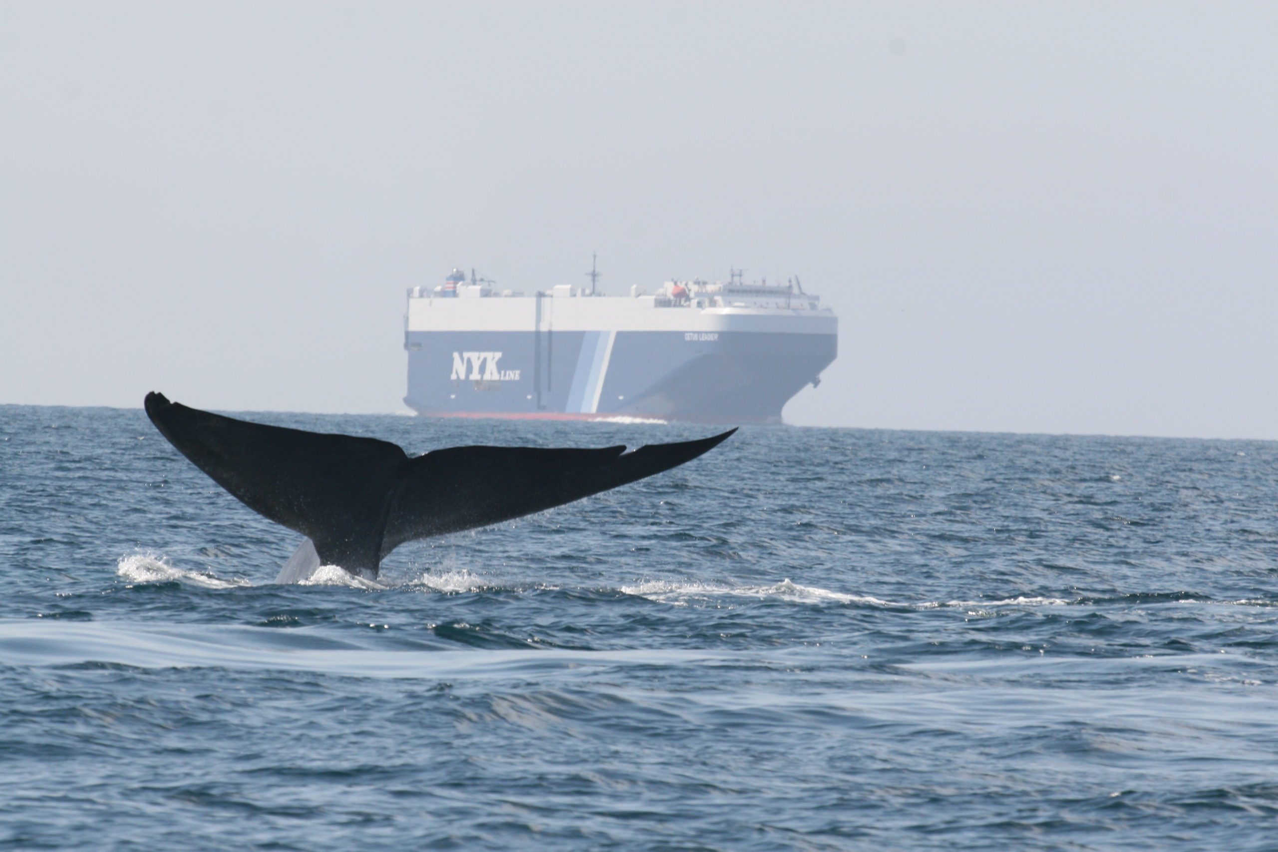 Sixteen global shipping companies slowed cargo ships off California coast to protect blue whales and blue skies