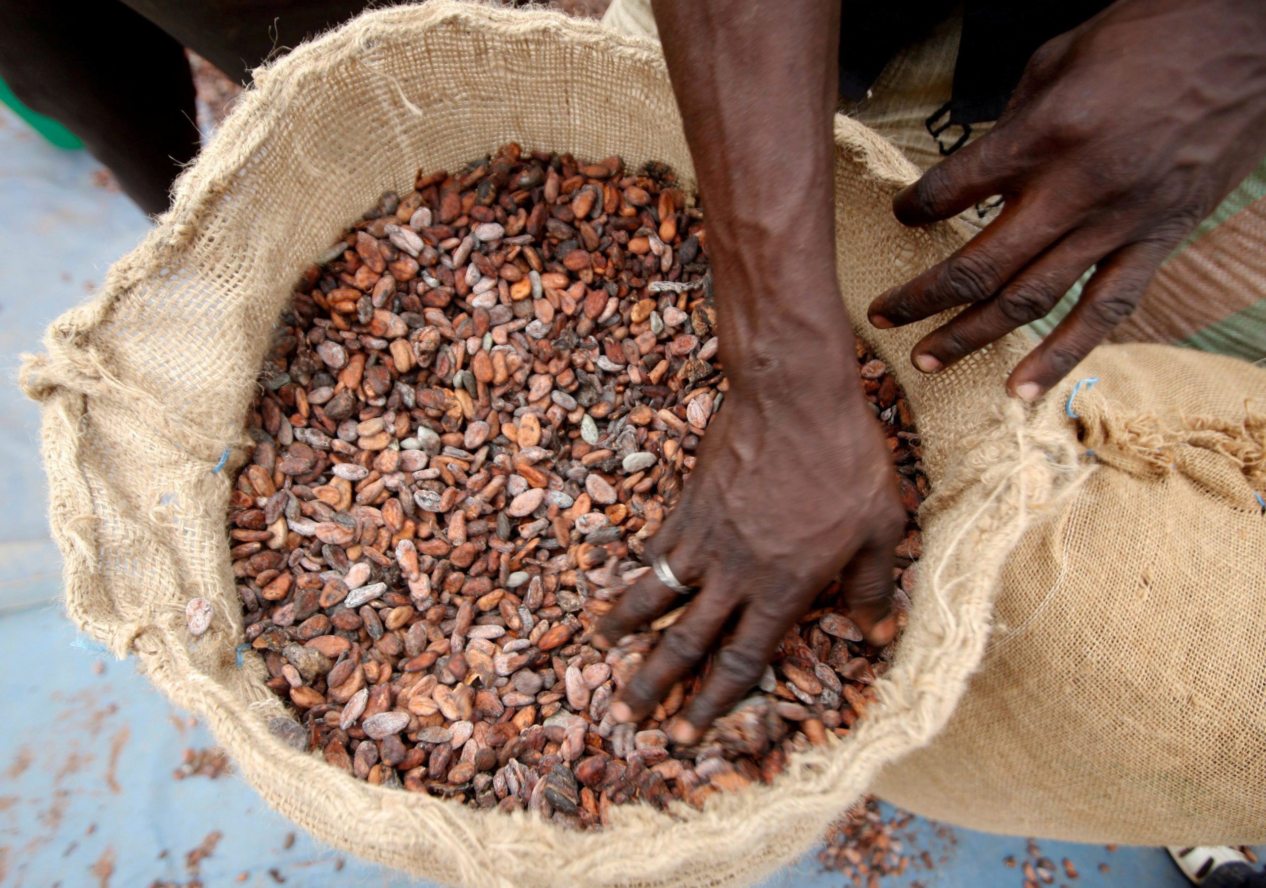 cocoa bean shipment