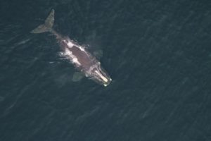 Unique light colored patches of tissue on the whale's head help identify each individual. Credit: NOAA Fisheries/Peter Duley