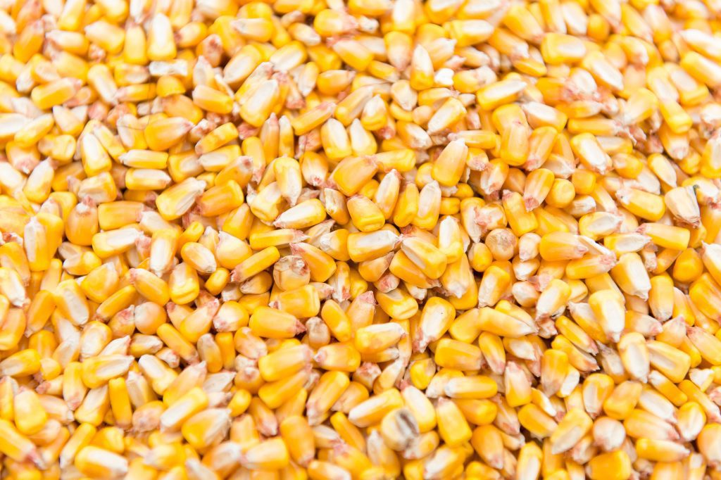 Corn Crashes as Hurricane Ida Devastates Busiest U.S. Export Hub