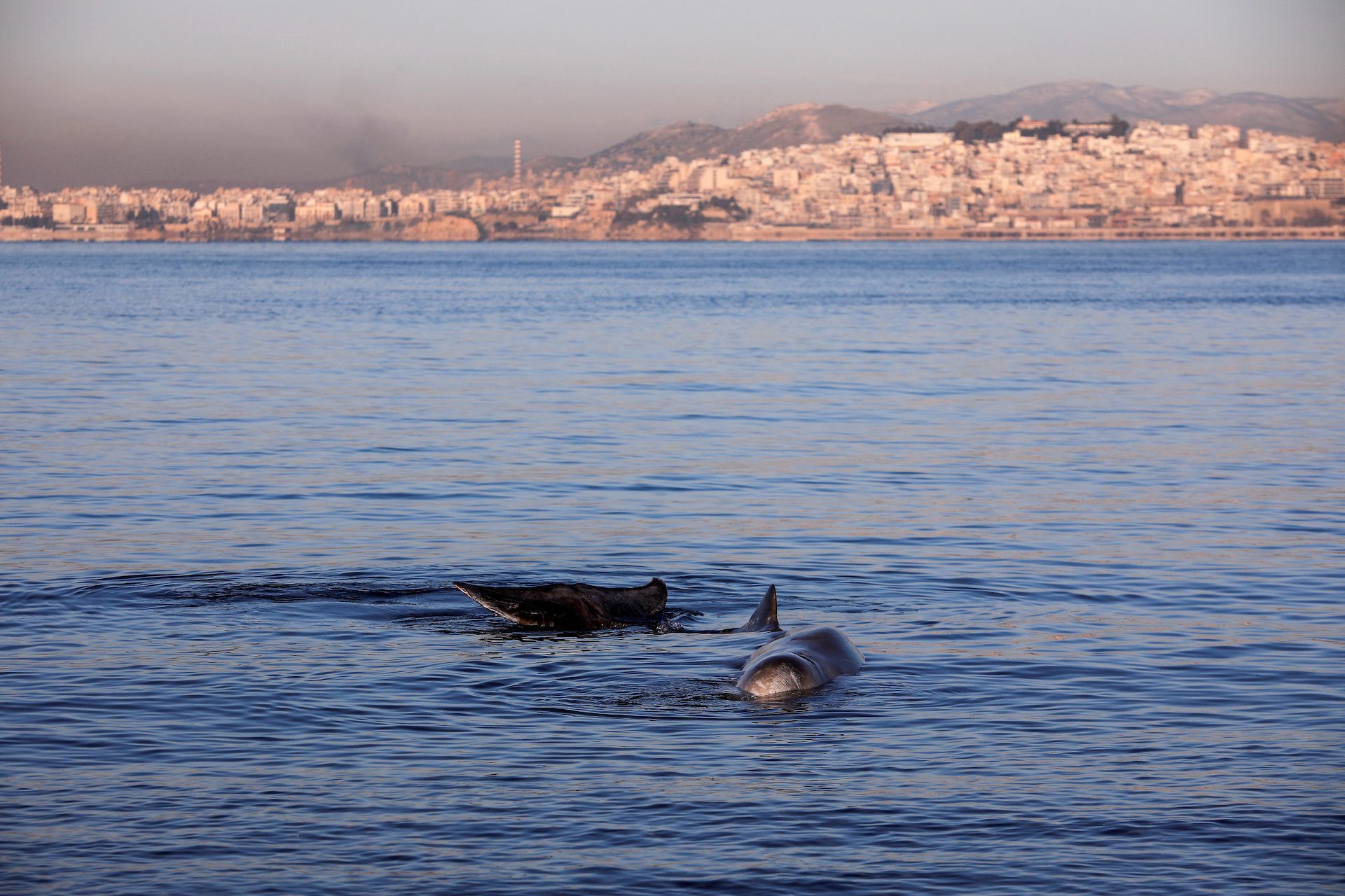 Endangered Beaked Whale Trapped In Athens Riviera