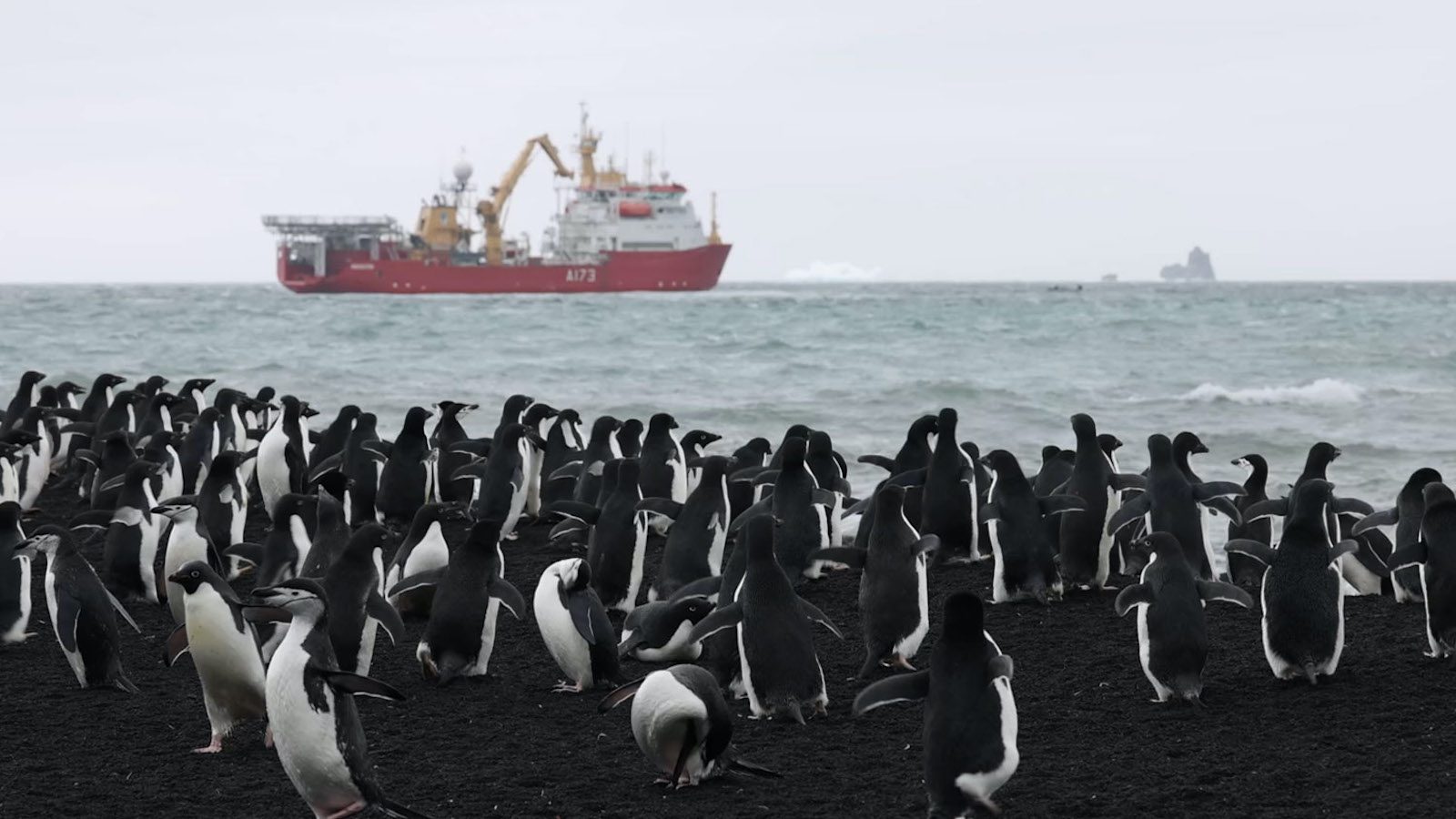 Royal Navy Makes Rare Visit to Remote South Atlantic Island Chain to Study Penguins