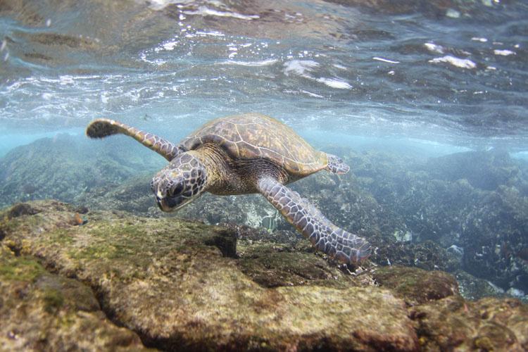 Indonesian Navy Releases Rescued Turtles