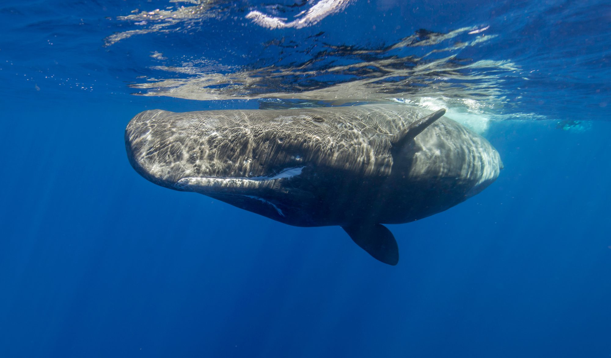 MSC Re-Routes Ships Near Greece to Protect Sperm Whales
