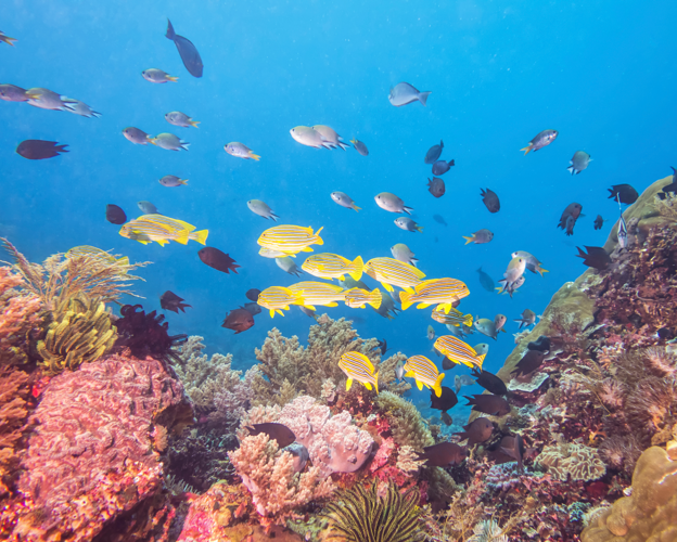 EU Joined By 13 Countries To Form Coalition To Protect Ocean Biodiversity
