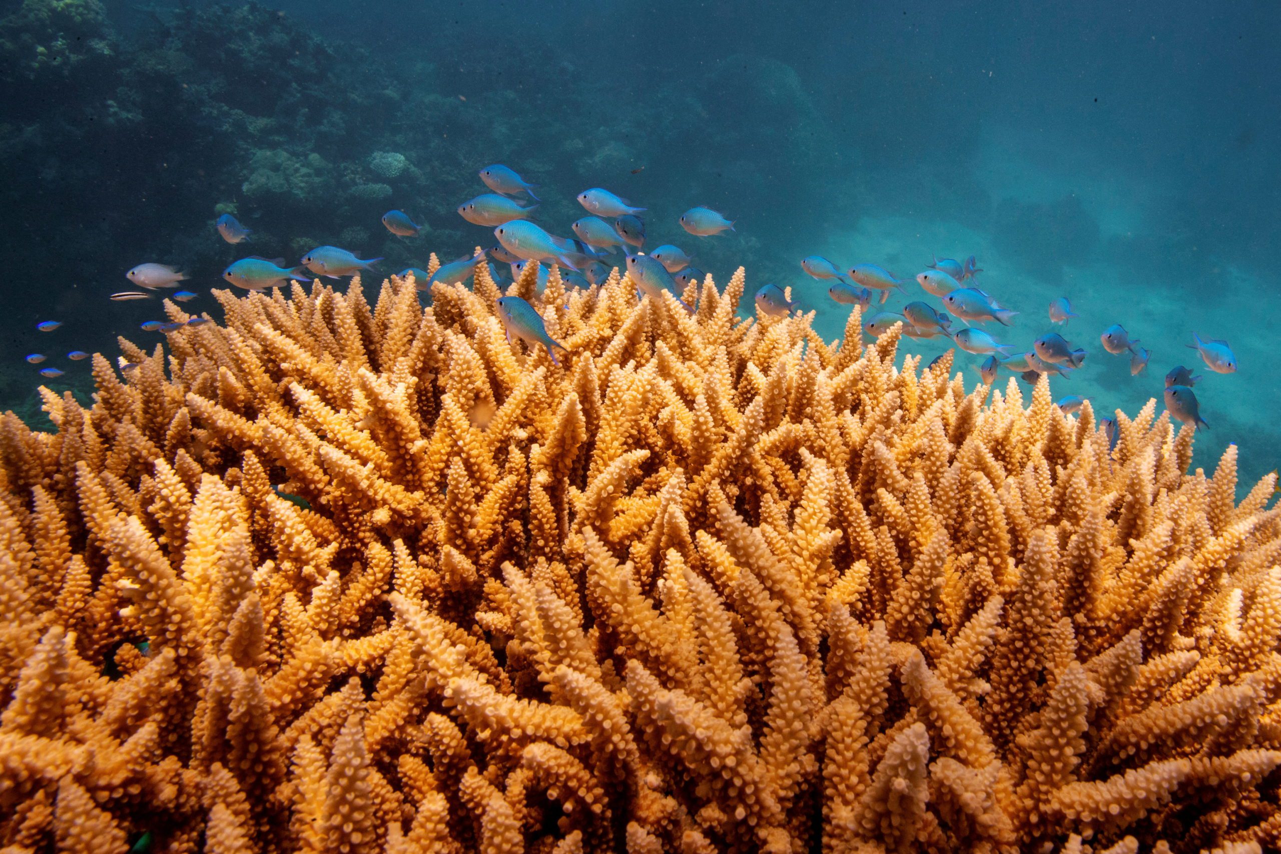 Great Barrier Reef Suffers Widespread Coral Bleaching Due To Significant Heat Stress