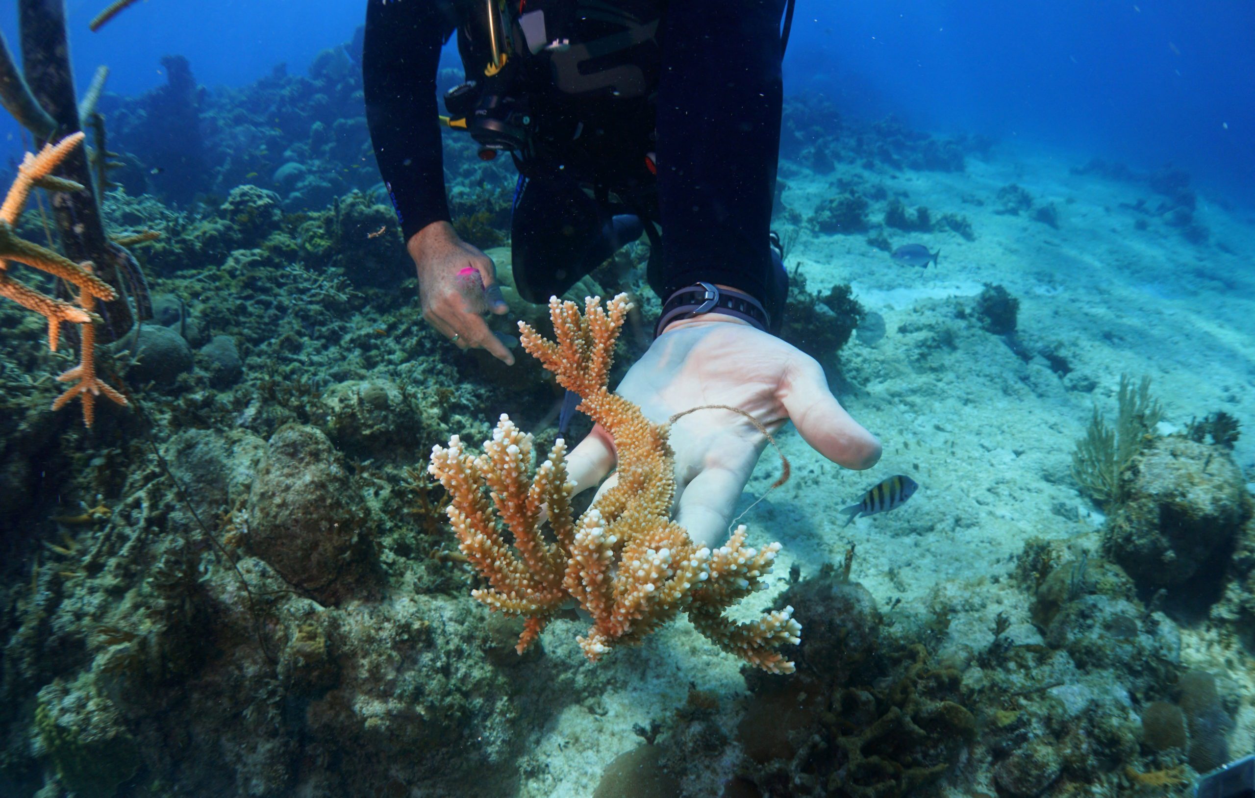 Cuban Dive Instructors And Schoolchildren Restore Ailing Barrier Reef