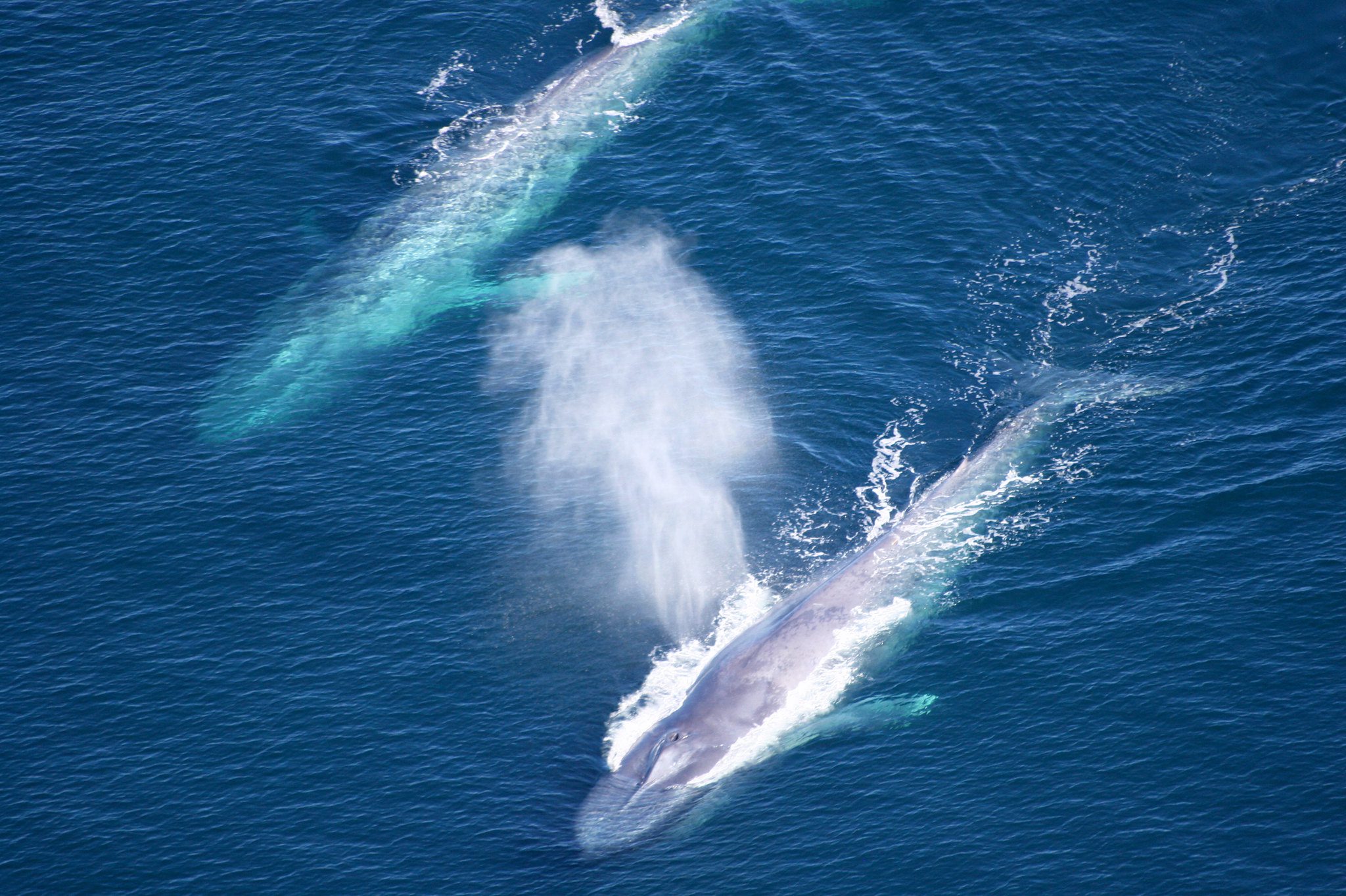 Global shipping companies reduced speeds off California coast to protect blue whales and blue skies