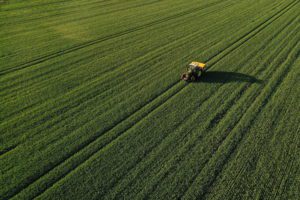 farmer spreads nitrogen fertilizer on his wheat field