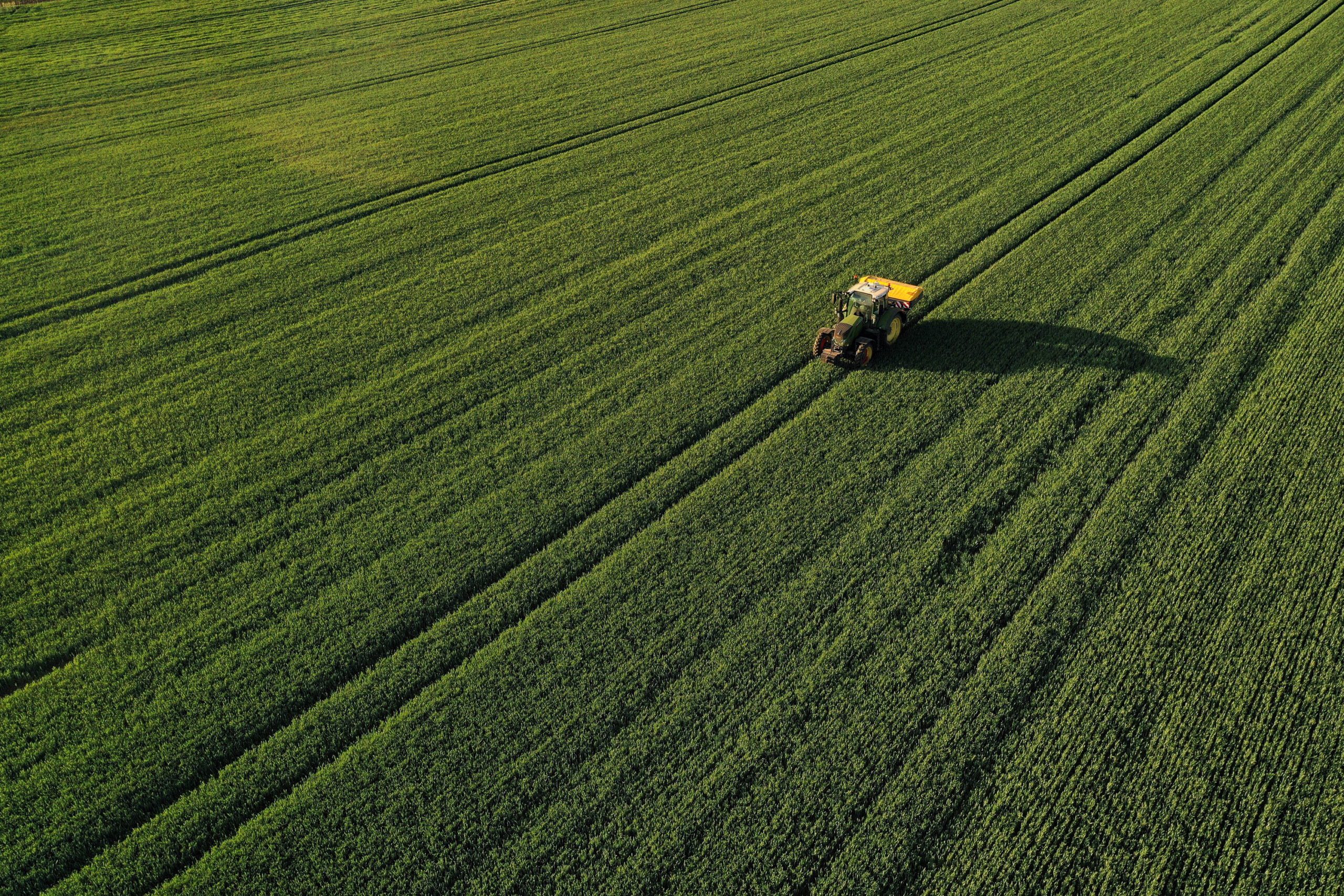 farmer spreads nitrogen fertilizer on his wheat field