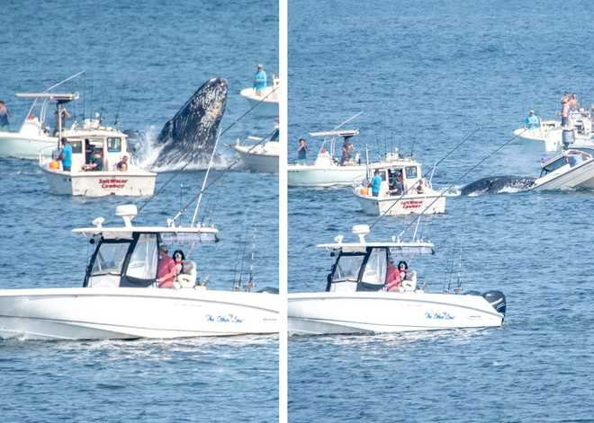 Officials Urge Caution After Viral Video Shows Humpback Whale Landing on Boat