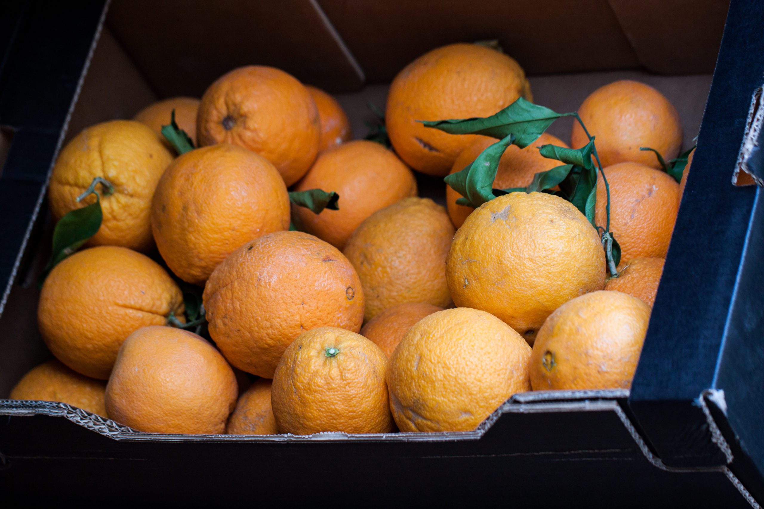 Fungus Halts South Africa Orange Exports