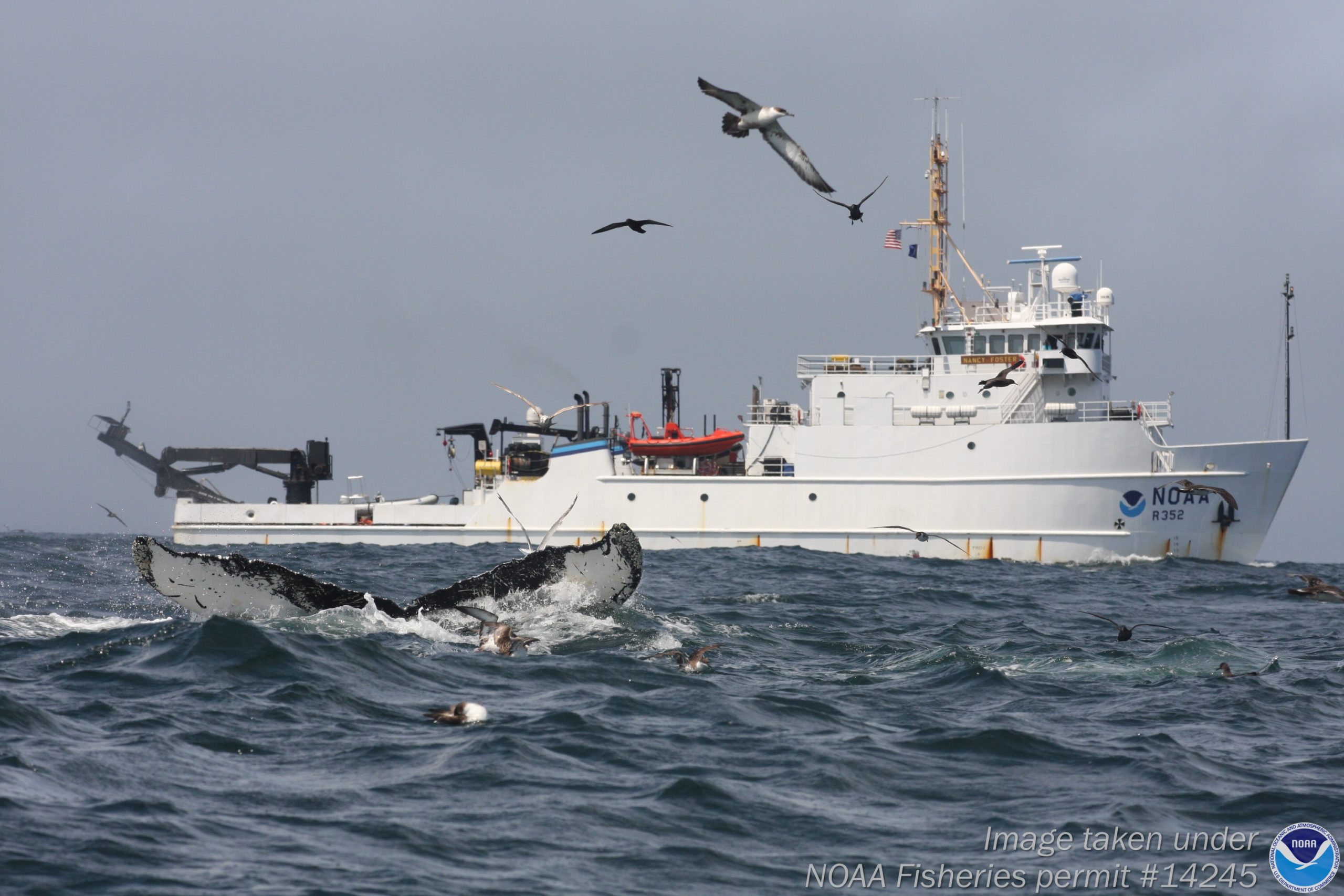 NOAA Fisheries Ship With Whale