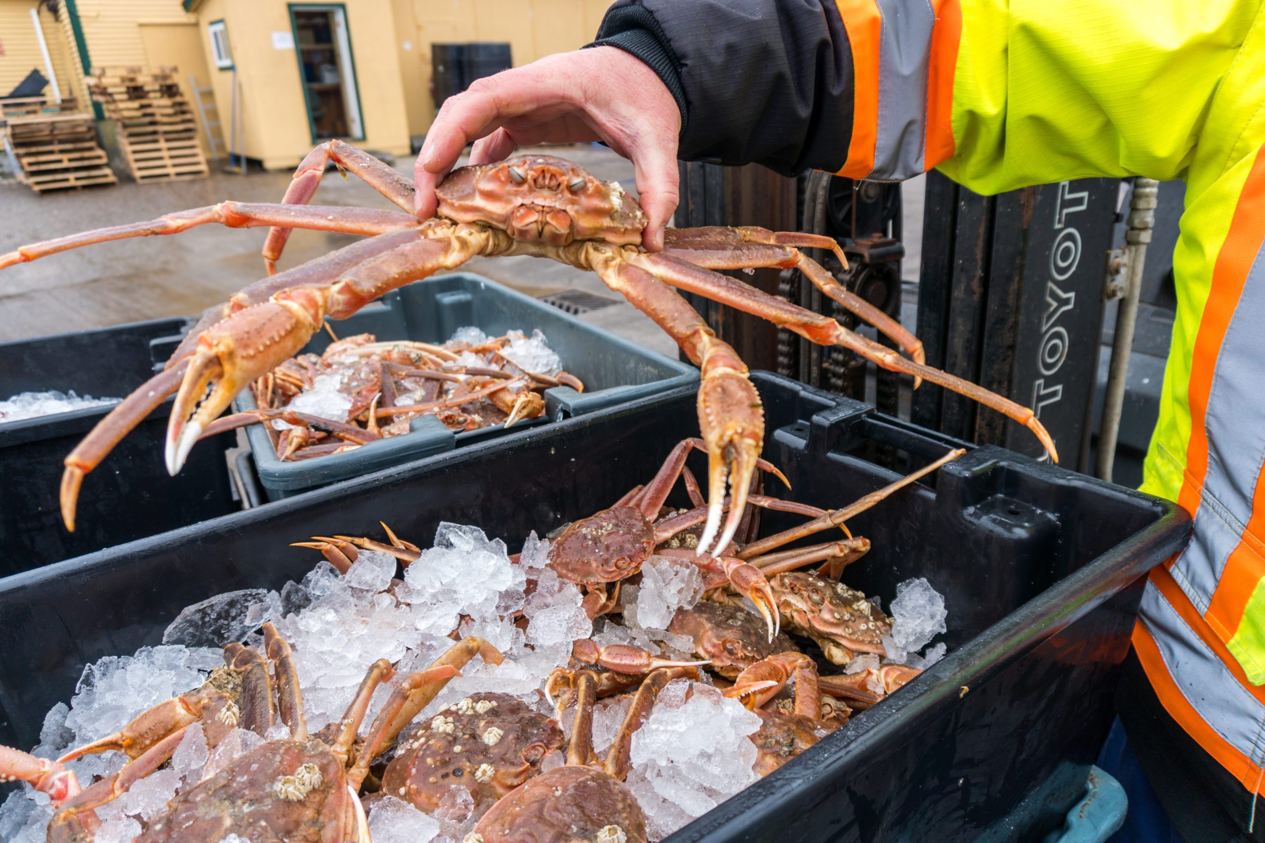 Snow Crab Trawlers Test Norway’s Control of Resources Off Svalbard