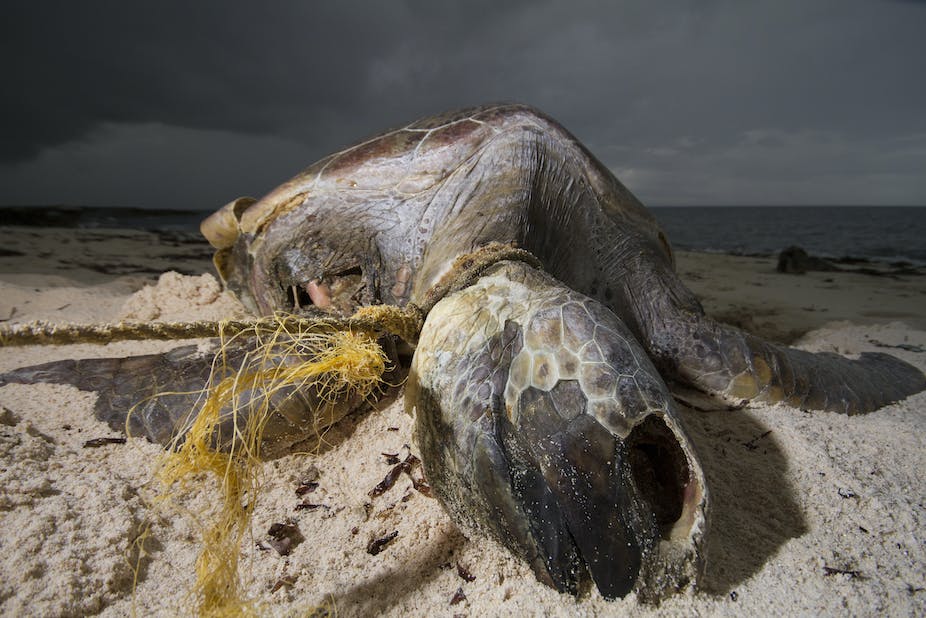 Turtle stuck in ocean plastic