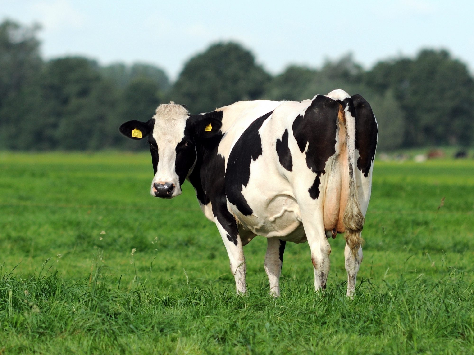 MOL Looks to Cow Manure to Help Reduce CO2 Emissions from Shipping