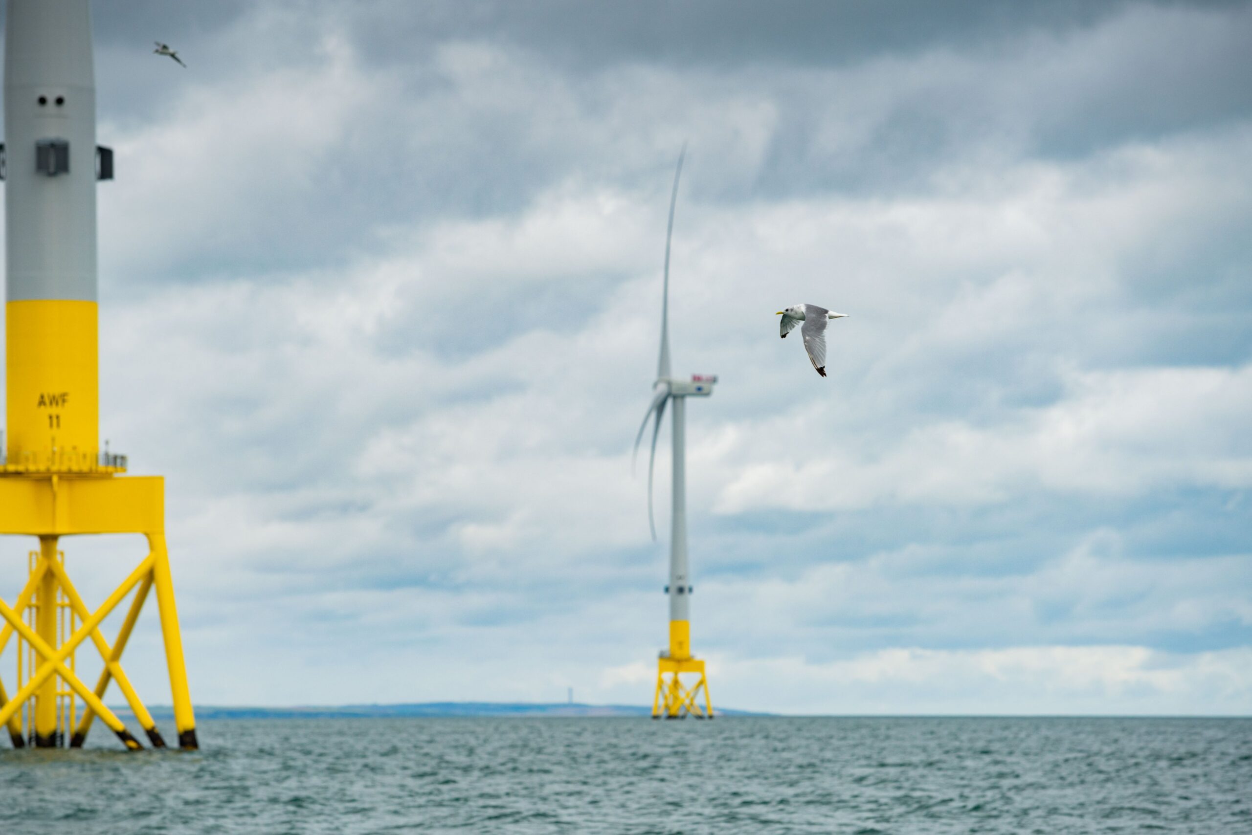 New Study Finds Seabirds Avoid Offshore Wind Turbines