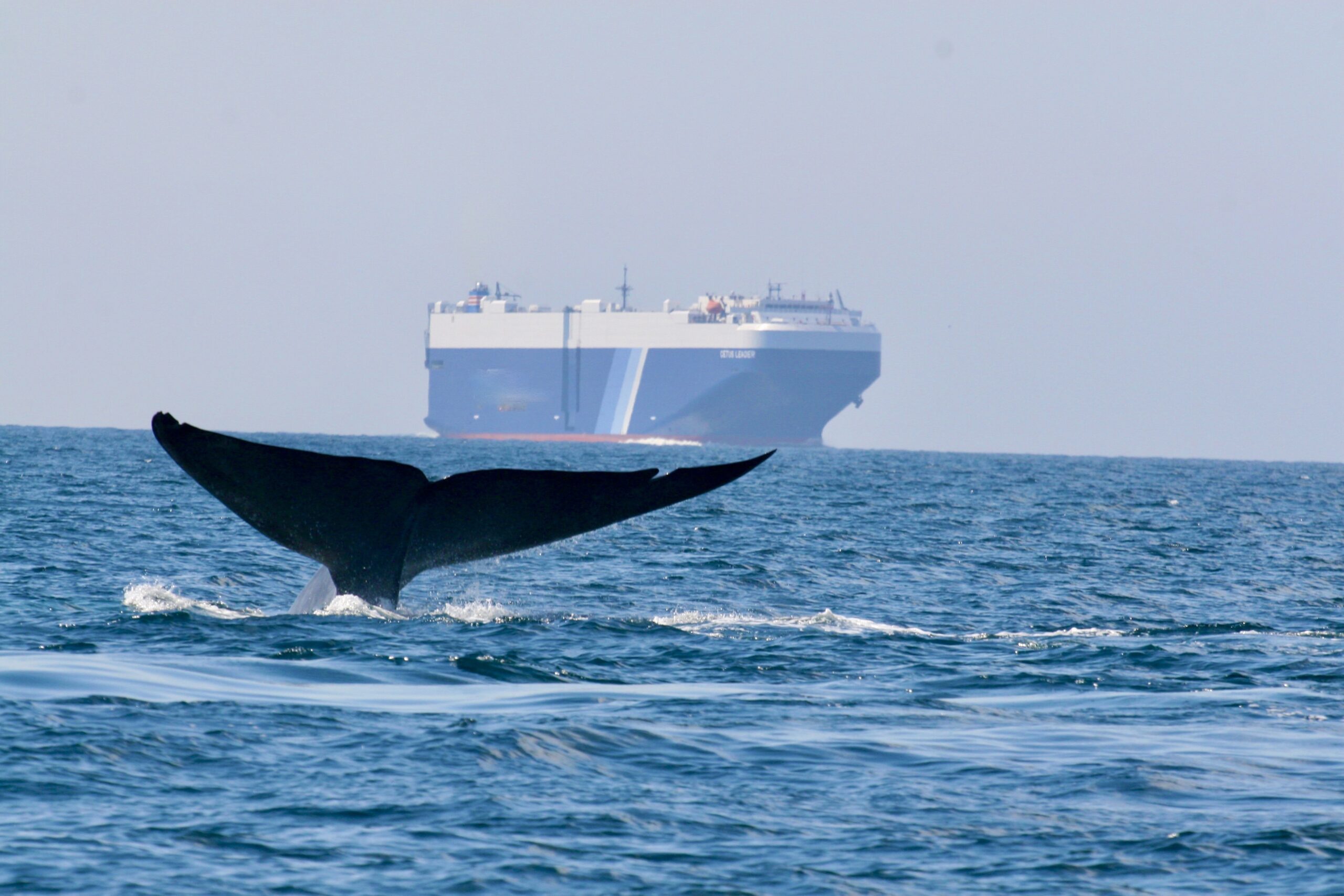 Global Shipping Companies Reduced Speeds Off California Coast To Protect Blue Whales And Blue Skies