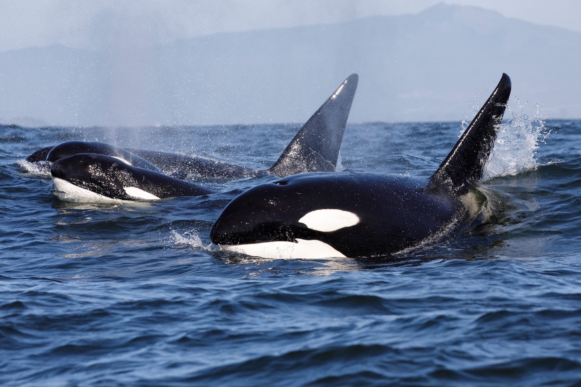 Have You Heard About the Killer Whales Attacking Boats?