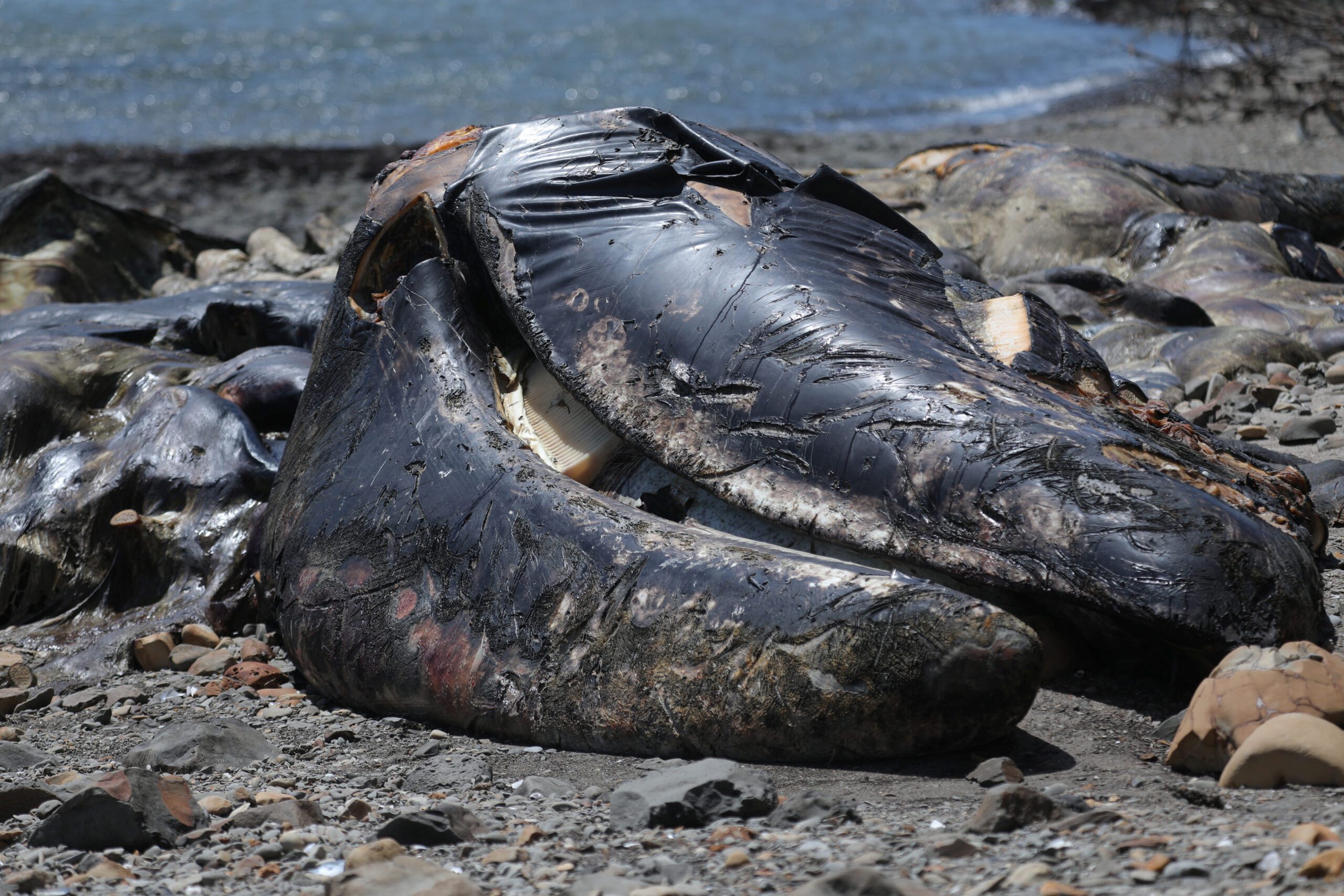 The body of a 37-foot adult male gray whale washed ashore is seen decomposing on Agate Beach near Bolinas, California, U.S., May 9, 2023. REUTERS/Nathan Frandino