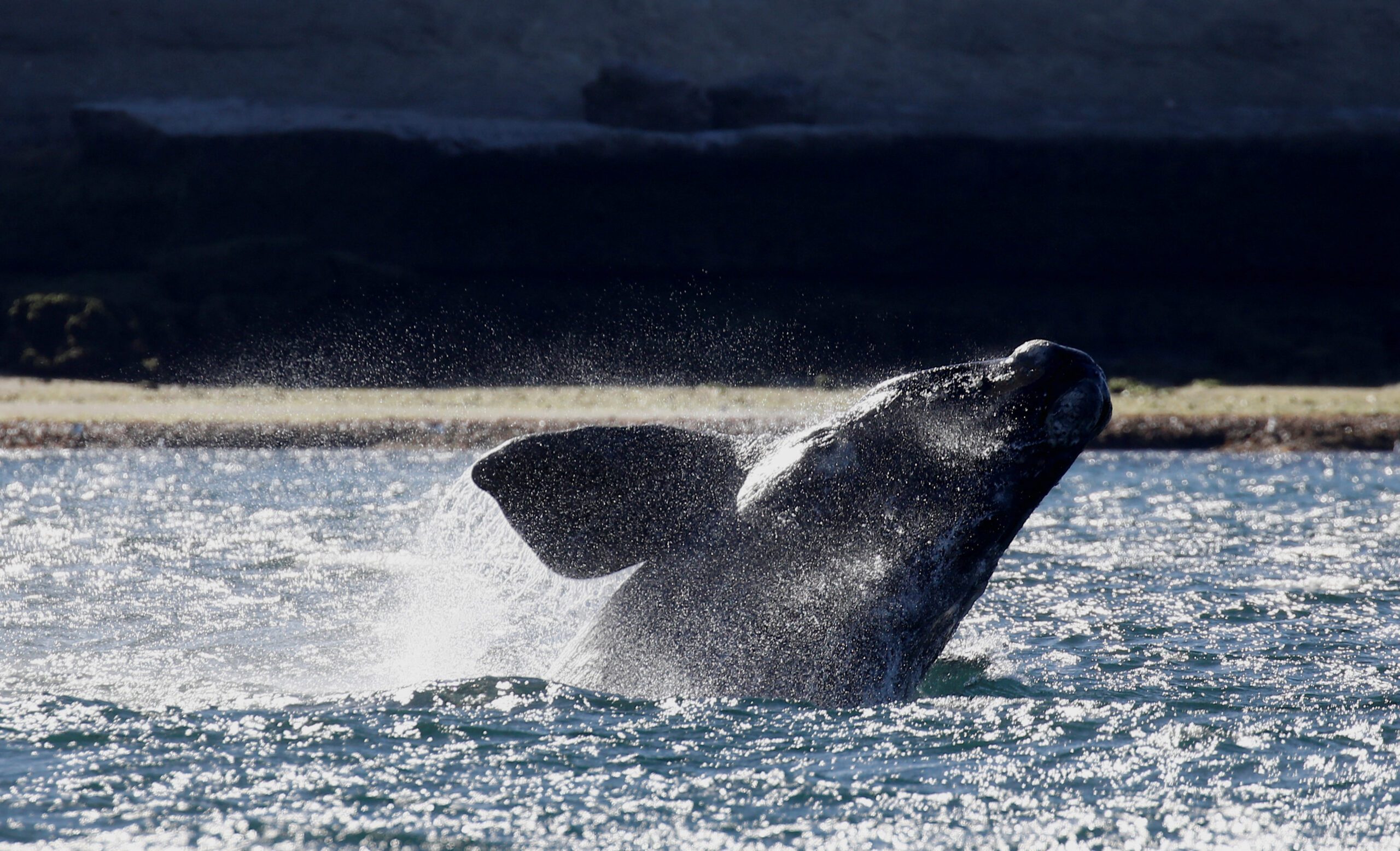 A southern right whale jumps off the waters of the Atlantic Sea offshore Golfo Nuevo in Puerto Madryn, in the Patagonian province of Chubut. Photo REUTERS/Agustin Marcarian