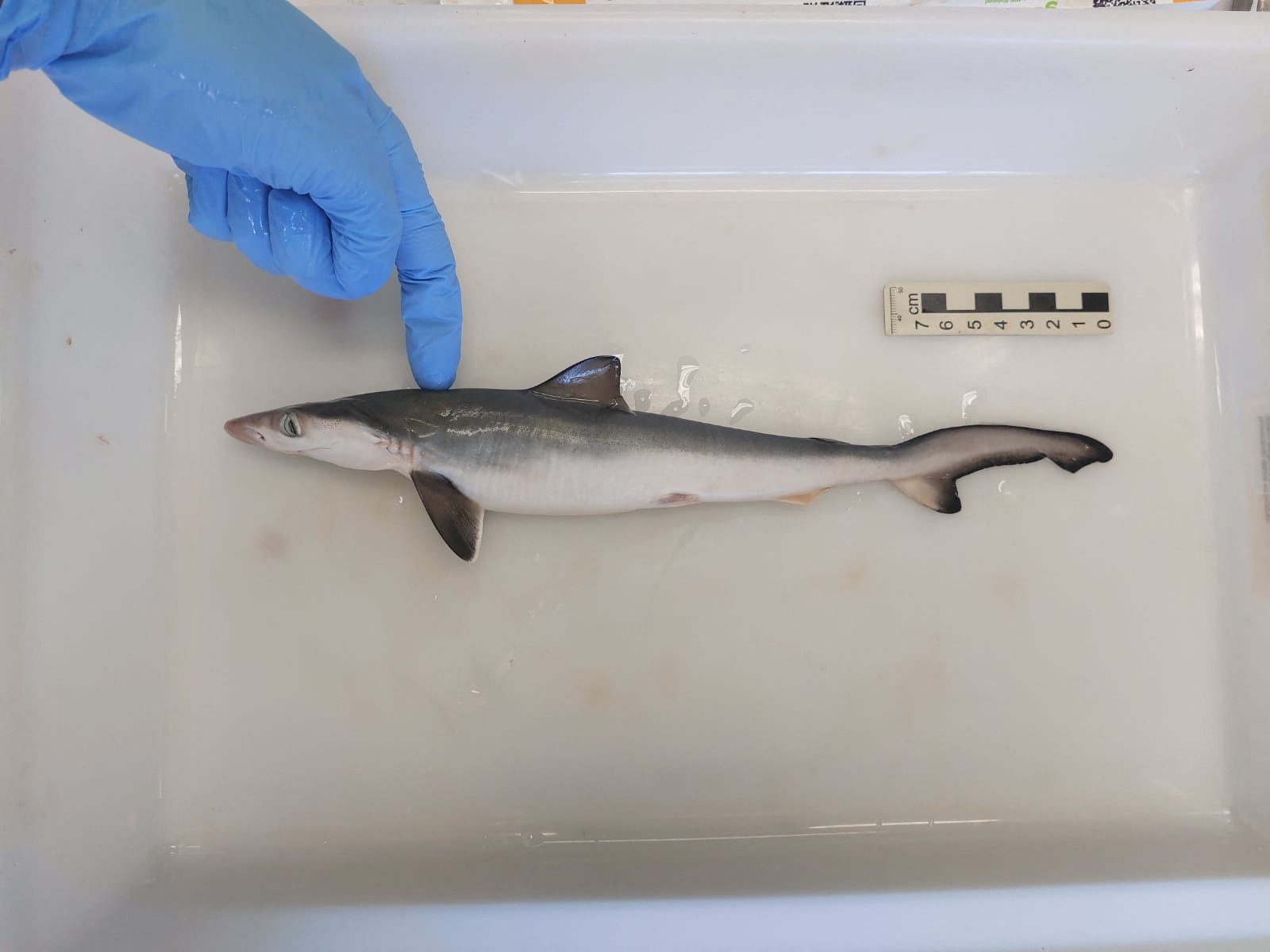 A Brazilian Sharpnose Shark at a laboratory in Rio de Janeiro.