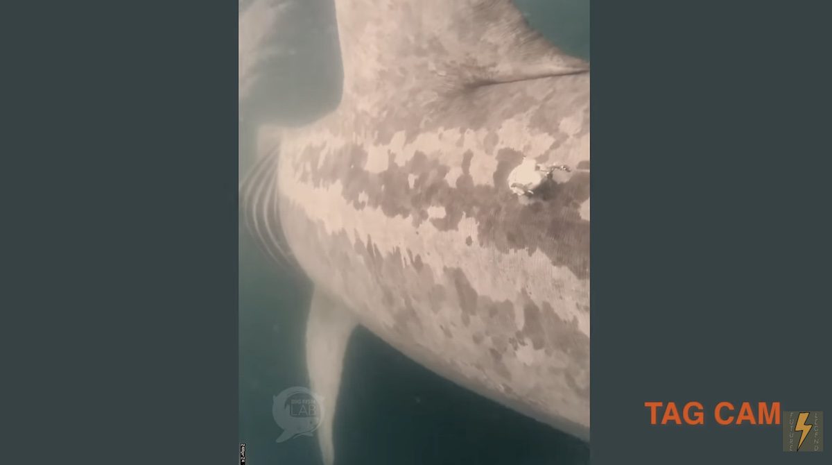 POV of massive basking shark being struck by a boat. First time ever captured on camera.