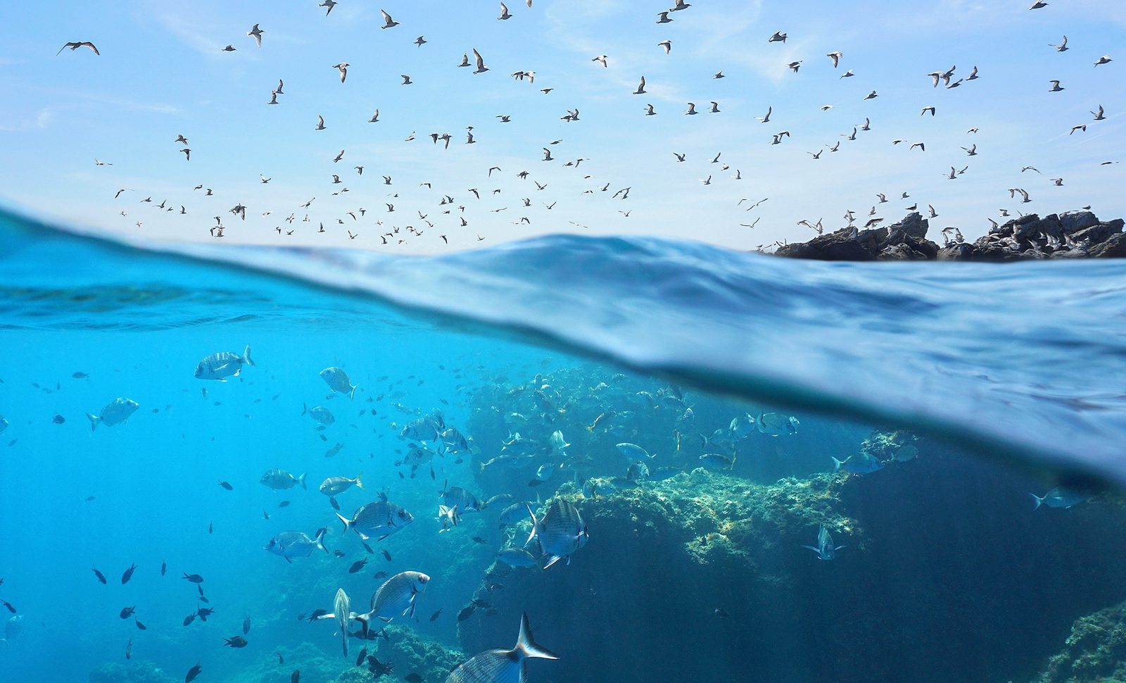 Fish swimming underwater in ocean