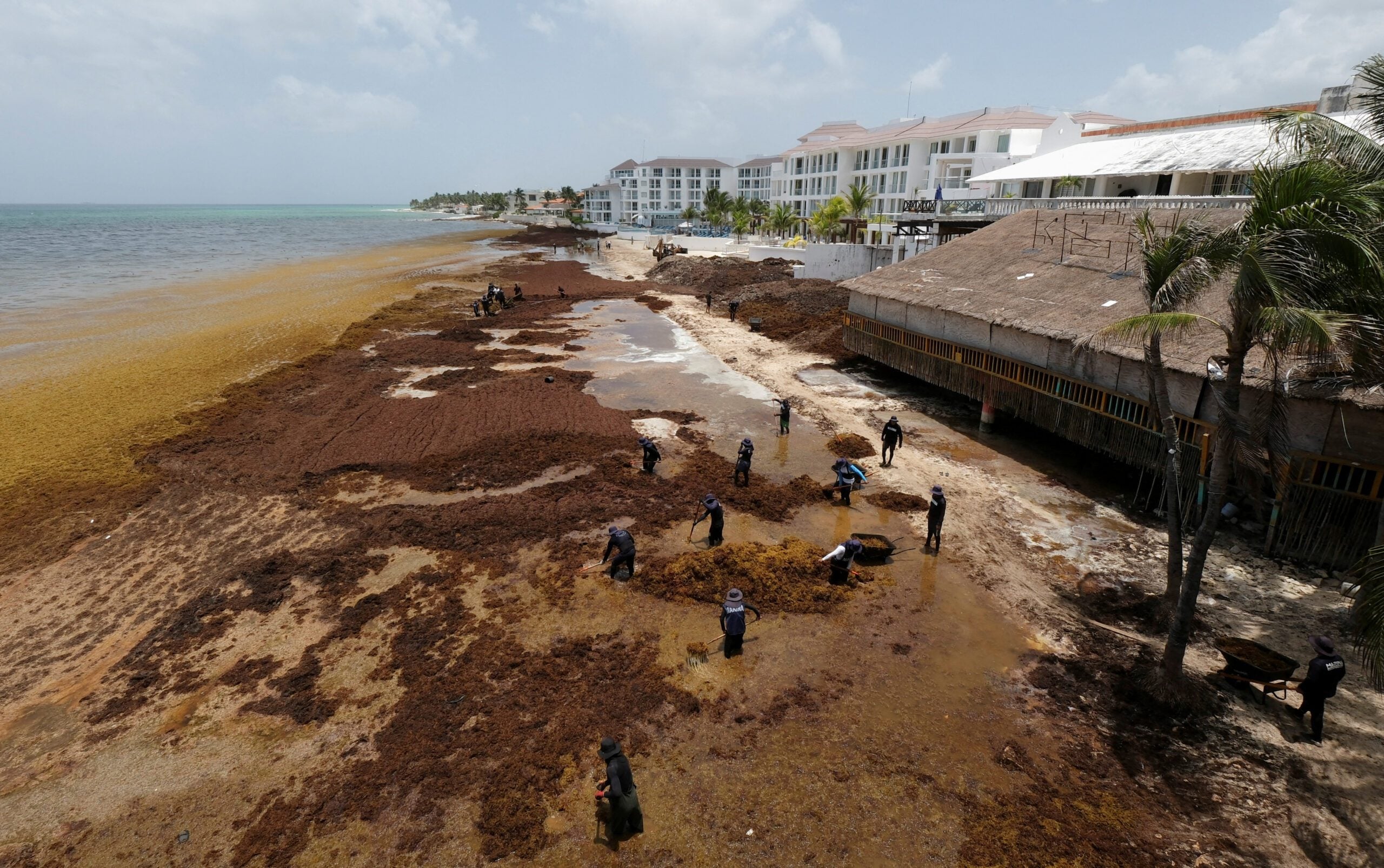 As Seaweed Piles Up, Caribbean Bets On Boats, Barriers And Biofuel