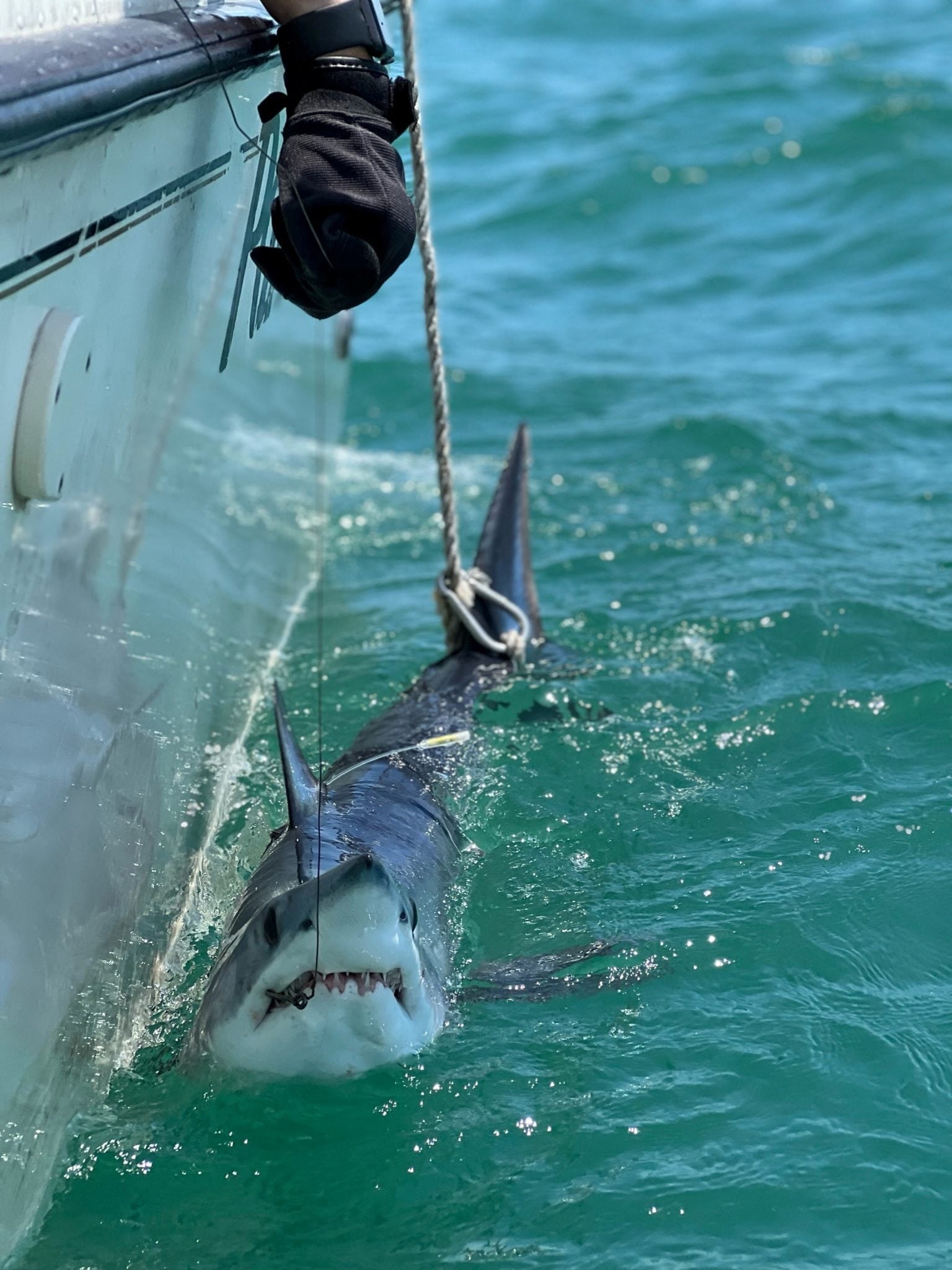 Sharks get a surprising role to help improve hurricane predictions