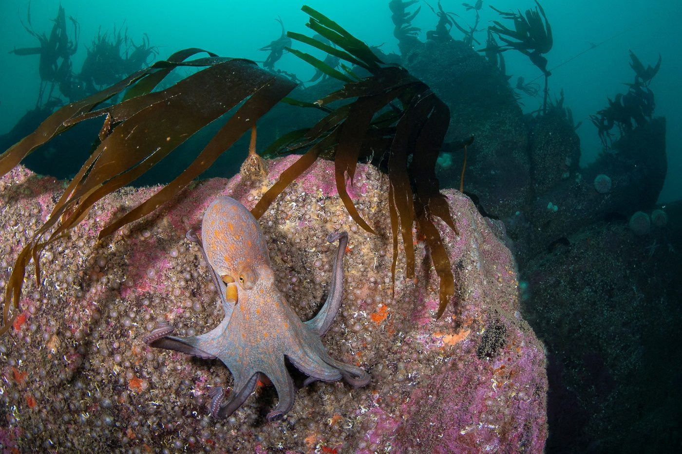 An octopus on a rock at Porthkerris reef