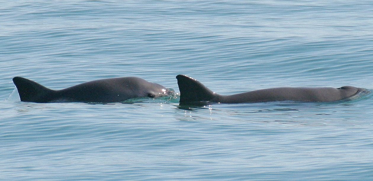 A mother and calf vaquita, a critically endangered small tropical porpoise native to MexicoÕs Gulf of California